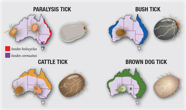Types of Ticks
